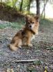Chihuahua Mischling