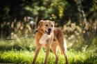 Traurige Bimi sucht ein neues Zuhause