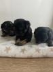 Chihuahua-Mix weibchen suchen ein Zuhause 