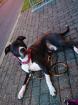 DRINGEND EIN NEUES ZUHAUSE GESUCHT