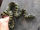 Dschungel Teppichpython Morelia Spilota Cheynei mit Hochterrarium 