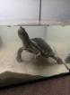 2 Wasserschildkröten 