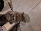 Verkauf von 1 BKH Katze + 1 BLH Katze