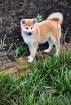 Reinrassiger Akita Inu Welpe