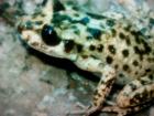 Alytes muletensis , Mallorca- Geburtshelferkröte