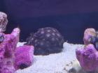 Krustenanemone Koralle Meerwasser Zoanthus / Palythoa