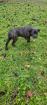 Cane Corso Welpen