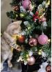 Reinrassige Kitten mit Stammbaum 