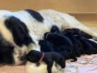 Neufundländer / Landseer Welpen von privaten Züchter
