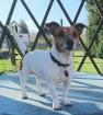Jack Russell Terrier Deckrüde 