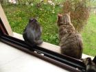Zwei Deckkater suchen nette Damen zum kuscheln und decken