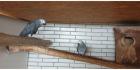 3. 1 Graupapageien von 2024, blutsfremd mit gelber CITES
