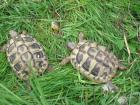 Dalmatinische Landschildkröte Männlich Testudo Hermanni Hercegovinensis