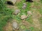 Testudo Hermanni Boettgerie Weibchen eierlegend gesund