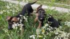 Deutsche Schäferhunde Welpen