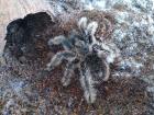 Tliltocatl Albopilosum SubAdult unbestimmt 5cm KL (Kraushaar)