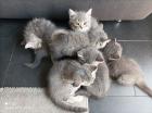4 BKH Mädchen suchen ein neues zu Hause