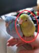 Vermisst, Sperlingspapagei entflogen