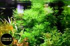 Wasserprimel, Bündel, Aquarienpflanzen,AKTION! (Versand/ Abholung)
