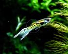 Snake Skin Neon, Endler, reinerbig, RARITÄT!  (Versand/ Abholung)