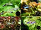 Endler, Guppy, reinerbig, ab 1,50€ (Versand/ Abholung)