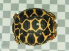 Indische Sternschildkröten Nachzuchten 07.2024