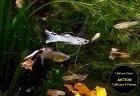 Guppy Mixe, AKTION!, 7,50€/ 6 Stck. (Versand/ Abholung)