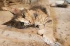 Audrey - süßes Maine Coon Kätzen mit Stammbaum
