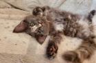 Amely - süßes Maine Coon Kätzen mit Stammbaum