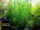 Rotstängeliges Hornblatt  Mexiko , Bündel, Aquarienpflanzen (Versand/ Abholung)