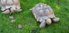 Spornschildkröten  Centrochelys sulcata