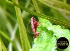 Red Fire Garnele, Zwerggarnele, reinerbig,  9€/ 10 Stck.  (Versand/ Abholung)
