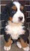 Berner Sennenhund