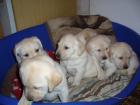 Süße blonde Labradorwelpen