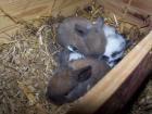 2 baby kaninchenwidder