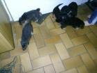Schäferhundmischlingswelpen zu verkaufen