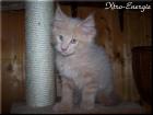 Traumhafter Maine Coon Cream-Solid Kater abzugeben