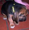 Bloodhoundwelpen abzugeben
