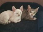 2 Katerchen Siam Lynx Point und Tigerchen