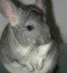 Hallo liebe Chinchillafreunde!!!