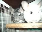 2 Chincillas+Käfig