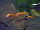 Tropheus moori Chipimbi  Albino