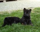 Deutsche Schäferhund Welpen (DDR-Blut)
