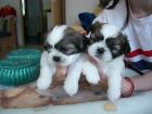 Shih-Tzu Welpen abzugeben