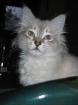 Reinrassiger Deckkater Nevamasquarade gesucht