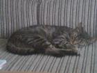 Verkaufe meine kleine katze c.a 10 monate