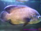 Aquarium 200l