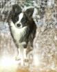   Schöner Chihuahua Deckrüde