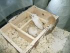 3 Rennmäuse mit Käfig (Aquarium)