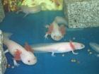 Axolotl, Weißlinge abzugeben